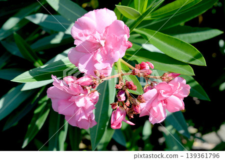 Oleander 15 Oleander 15 139361796