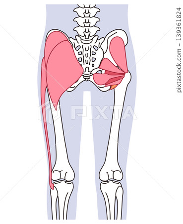 Buttocks and hip joint muscles: gluteus maximus, external rotator muscles (six muscles) 139361824