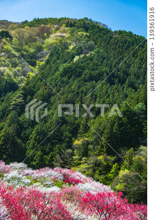 A landscape of lush green mountains and colorful peach blossoms. 139361916