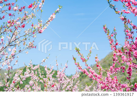Peach blossoms, blue sky, and fresh greenery: A village of peach blossoms 139361917