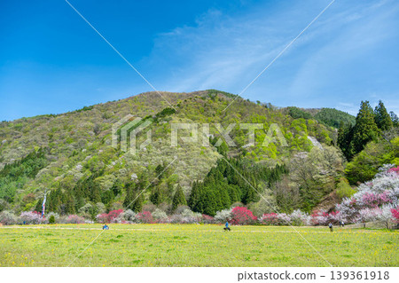 Hanatomo no Sato (Village of Peach Blossoms): Peach blossoms in full bloom and mountains covered in fresh greenery. 139361918