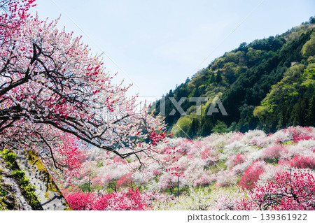 A spring scene in Achi Village, Nagano Prefecture: Beautiful flowering peach trees covering the slopes. A spring scene in Achi Village, Nagano Prefecture: Beautiful flowering peach trees covering the slopes. 139361922