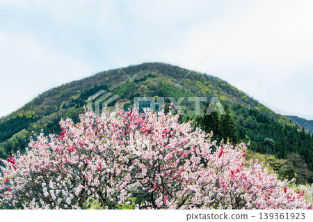 Hanatomo no Sato (Village of Peach Blossoms): Three-colored peach blossoms in full bloom and mountains covered in fresh greenery. Hanatomo no Sato (Village of Peach Blossoms): Three-colored peach blossoms in full bloom and mountains covered in fresh greenery. 139361923