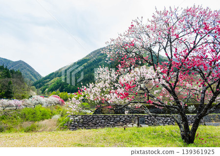 花友之鄉(桃花村):三色桃花盛開,山巒綠意盎然。 花友之鄉(桃花村):三色桃花盛開,山巒綠意盎然。 139361925