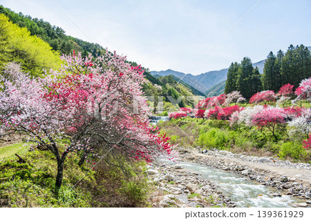 桃花村裡三色桃花盛開,清澈的溪流潺潺流淌,構成了一幅美麗的春日景象。 桃花村裡三色桃花盛開,清澈的溪流潺潺流淌,構成了一幅美麗的春日景象。 139361929
