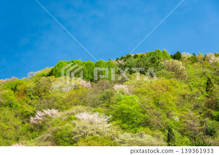 山巒景色和櫻花讓人感受到春天的到來。 139361933