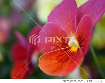 Natural flowers and plants background 139362112