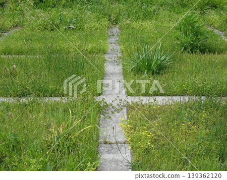 自然花卉植物背景 自然花卉植物背景 139362120