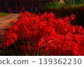 red spider lily 139362230