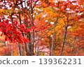 Bright red autumn leaves 139362231
