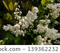 White Aseb flowers 139362232