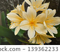 Cream flower 139362233