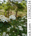  White flower 139362234