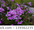 Small flower with pink color 139362235