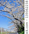 Cherry blossoms in full bloom shining in the blue sky 139362238