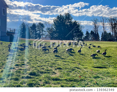 A flock of geese are walking across a grassy field A flock of geese are walking across a grassy field 139362349