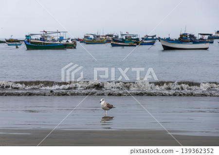 A seagull stands on the beach next to a body of water A seagull stands on the beach next to a body of water 139362352