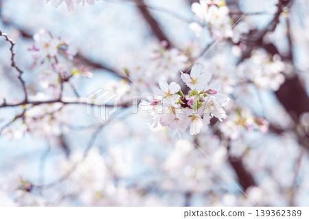 櫻花 櫻花 139362389