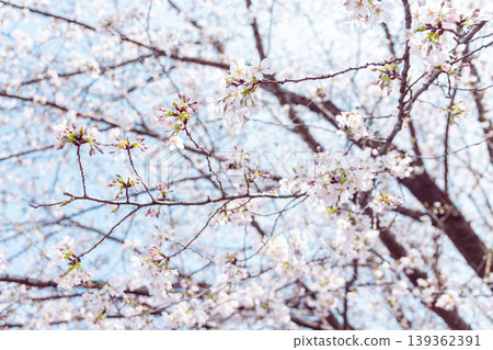 櫻花 櫻花 139362391