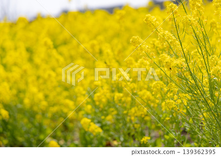 Rape blossoms that herald the arrival of spring 139362395