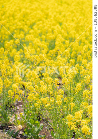 Rape blossoms that herald the arrival of spring Rape blossoms that herald the arrival of spring 139362399