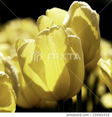 Yellow tulips in the spring sunshine Yellow tulips in the spring sunshine 139362419