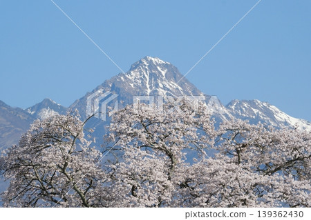 櫻花盛開,背景是八嶽山脈。 櫻花盛開,背景是八嶽山脈。 139362430