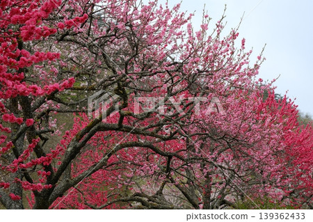 桃花村，桃花盛開。 139362433