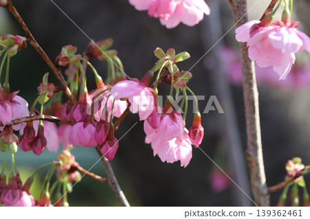 The early-blooming pink flowers of the Taiwan cherry blossom bloom in the park in early spring. The early-blooming pink flowers of the Taiwan cherry blossom bloom in the park in early spring. 139362461