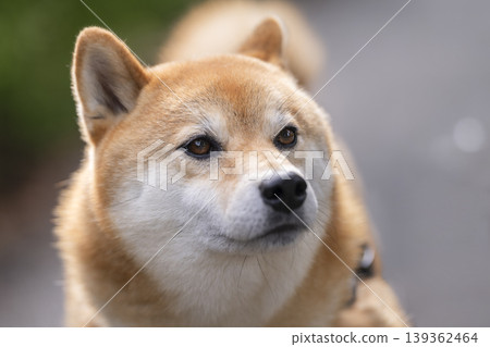 Shiba Inu (5-year-old male) Shiba Inu (5-year-old male) 139362464