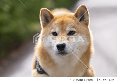 Shiba Inu (5-year-old male) Shiba Inu (5-year-old male) 139362486