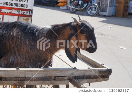 Indian goat Indian goat 139362517