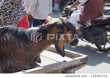 Indian goat Indian goat 139362518