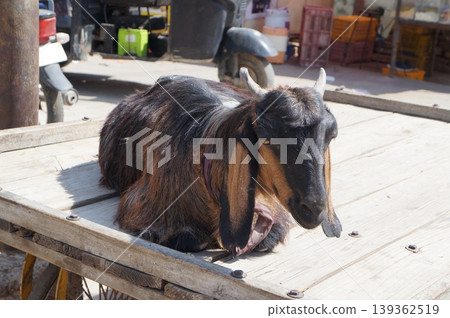 Indian goat Indian goat 139362519