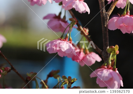 The early-blooming pink flowers of the Taiwan cherry blossom bloom in the park in early spring. The early-blooming pink flowers of the Taiwan cherry blossom bloom in the park in early spring. 139362570