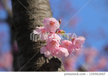 台灣櫻花早春時節在園區盛開，花朵呈現粉紅色。 139362687