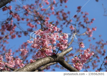 The early-blooming pink flowers of the Taiwan cherry blossom bloom in the park in early spring. 139362691