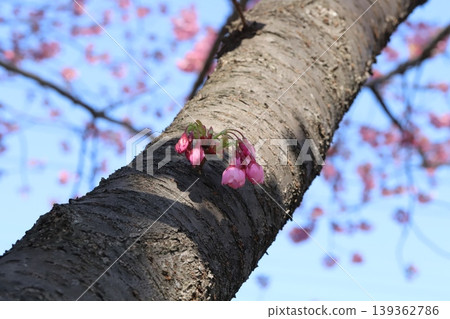 The early-blooming Taiwan cherry blossoms in the park appear to be growing directly from the trunk. The early-blooming Taiwan cherry blossoms in the park appear to be growing directly from the trunk. 139362786