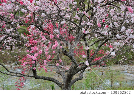 Colorful flowering peach trees Colorful flowering peach trees 139362862