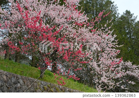 Peach blossom trees on top of the stone wall 139362863