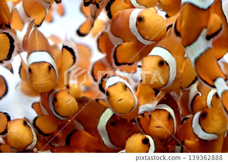 許多小丑魚在魚缸裡遊來游去。熱帶魚和水族箱。 許多小丑魚在魚缸裡遊來游去。熱帶魚和水族箱。 139362888