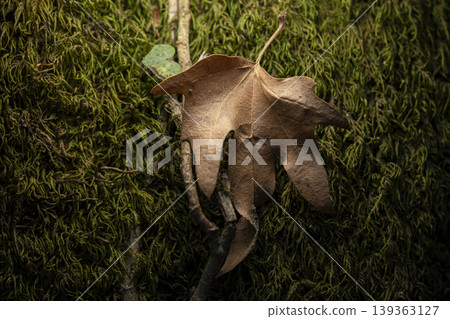Autumn Leaf on Mossy Wood Texture Macro Shot. Autumn Leaf on Mossy Wood Texture Macro Shot. 139363127