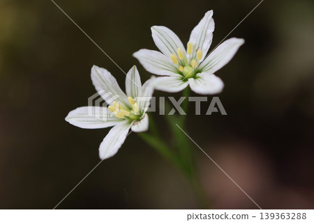 狹葉蓋亞花 139363288