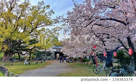 The gate of Wakayama Castle and cherry blossoms in full bloom stand out against the blue sky. 139363374