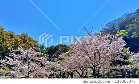 Cherry blossoms in full bloom against a blue sky, a beautiful spring park scene. 139363375