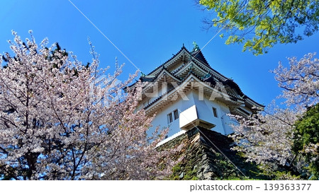 The keep of Wakayama Castle and cherry blossoms in full bloom stand out against the blue sky. The keep of Wakayama Castle and cherry blossoms in full bloom stand out against the blue sky. 139363377