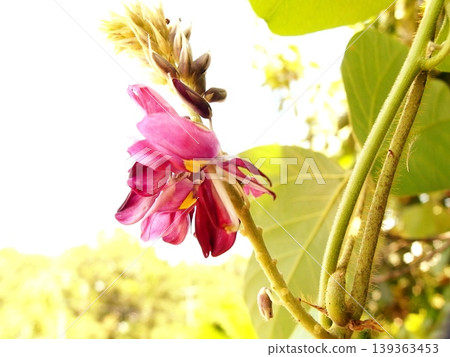 葛花生命週期的照片 葛花生命週期的照片 139363453