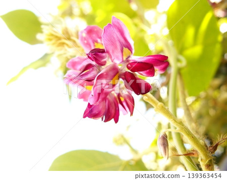 Photographs of the kudzu flower's life cycle Photographs of the kudzu flower's life cycle 139363454