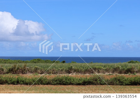 The Okinawan sea as seen across the sugarcane fields. 139363554
