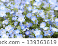Nemophila flower field in full bloom 139363619